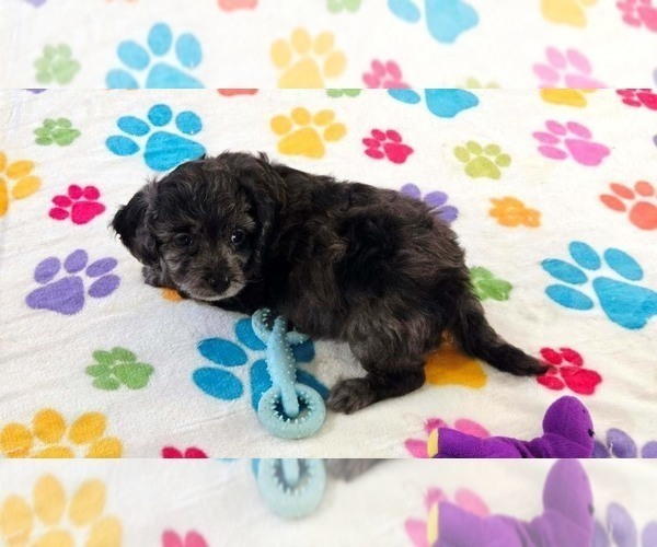 Medium Photo #11 Cavapoo (Miniature)-Poodle (Toy) Mix Puppy For Sale in ORO VALLEY, AZ, USA