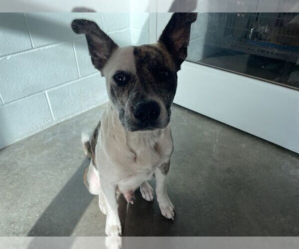 Medium Photo #1 American Pit Bull Terrier-Unknown Mix Puppy For Sale in Tavares, FL, USA