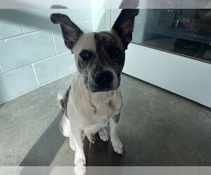 American Pit Bull Terrier-Unknown Mix Dogs for adoption in Tavares, FL, USA