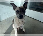 Small American Pit Bull Terrier Mix