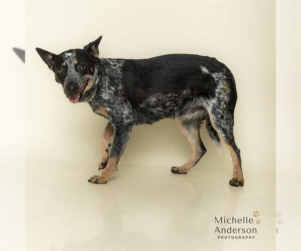 Medium Photo #2 Mutt Puppy For Sale in Corona, CA, USA