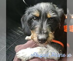 Small #5 Dachshund Mix
