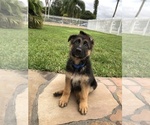 Small Photo #1 German Shepherd Dog Puppy For Sale in HIALEAH, FL, USA