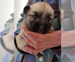 Small Photo #8 Pomsky Puppy For Sale in LOVELAND, CO, USA
