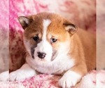 Small Photo #1 Shiba Inu Puppy For Sale in MYERSTOWN, PA, USA
