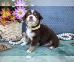 Small Photo #10 Miniature Australian Shepherd Puppy For Sale in CLARE, MI, USA