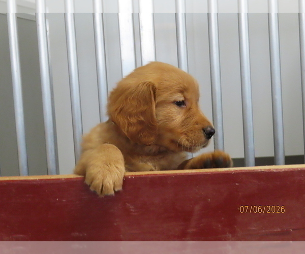 Medium Photo #5 Golden Retriever Puppy For Sale in THORP, WI, USA