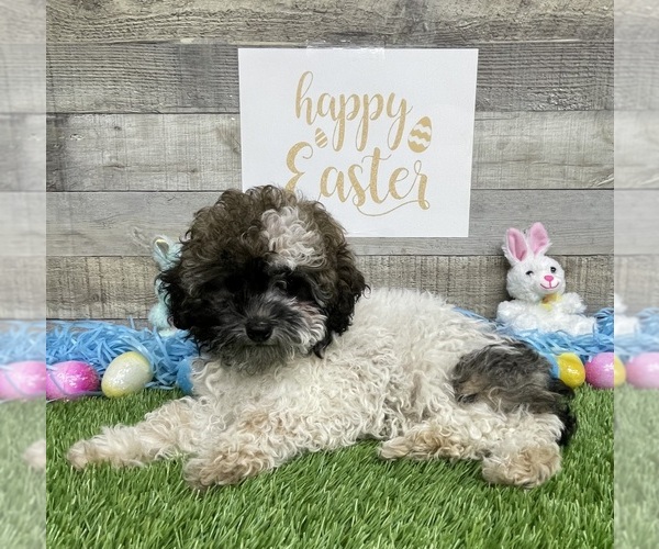 Medium Photo #8 Poodle (Miniature) Puppy For Sale in PLAINVILLE, IN, USA