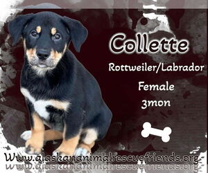 Labrottie Dogs for adoption in Anchorage, AK, USA