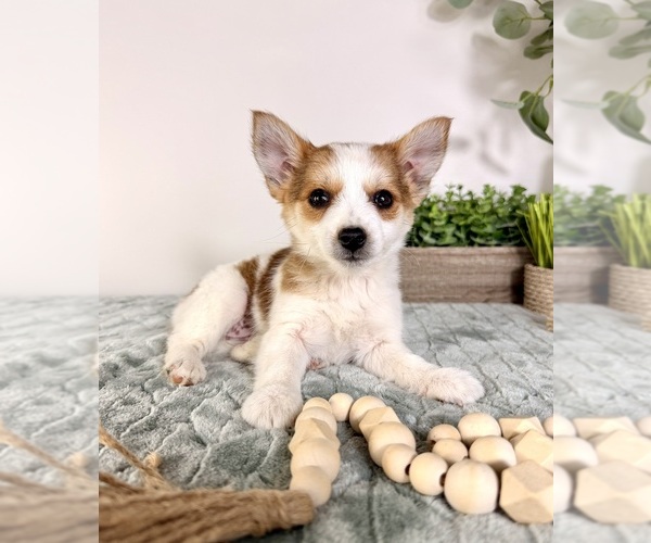 Medium Photo #3 Chi-Corgi Puppy For Sale in GREENFIELD, IN, USA