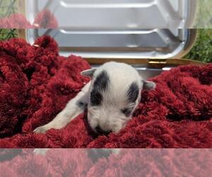 Australian Cattle Dog Puppy for sale in STILESVILLE, IN, USA