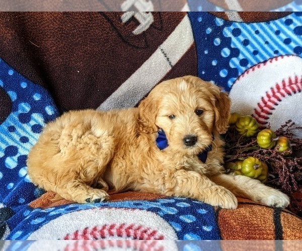 Full screen Photo #5 Goldendoodle Puppy For Sale in PEACH BOTTOM, PA, USA