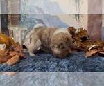 Small #3 Chinese Shar-Pei