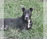 Small #6 American Pit Bull Terrier Mix