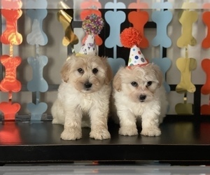 ShihPoo Puppy for sale in RANCHO CUCAMONGA, CA, USA