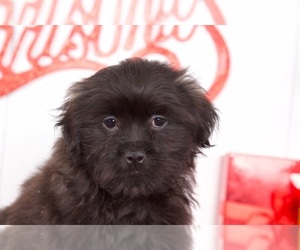 Maltese Puppy for sale in MOUNT VERNON, OH, USA