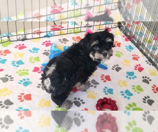 Medium Photo #11 Havanese Puppy For Sale in ORO VALLEY, AZ, USA