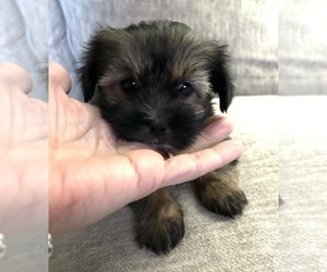 Morkie-Shih Tzu Mix Puppy for sale in VIRGINIA BEACH, VA, USA