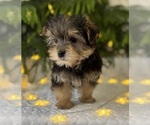 Small #5 Morkie