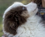 Small #2 Miniature American Shepherd