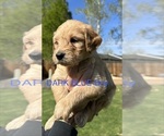 Puppy Dark blue Australian Labradoodle