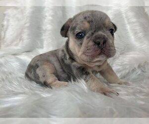 French Bulldog Puppy for sale in DIX HILLS, NY, USA