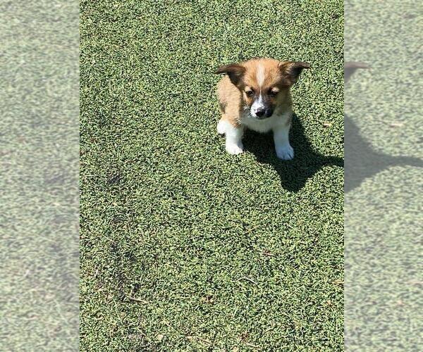 Medium Photo #4 Aussie-Corgi Puppy For Sale in BRIGGSDALE, CO, USA