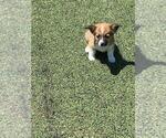Small #3 Aussie-Corgi