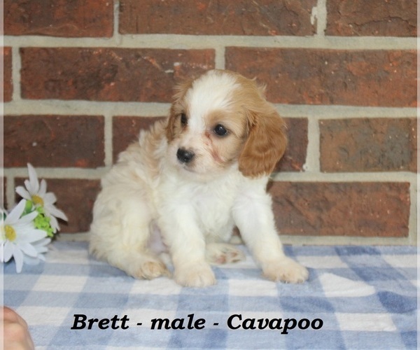 Medium Photo #3 Cavapoo (Miniature) Puppy For Sale in CLARKRANGE, TN, USA