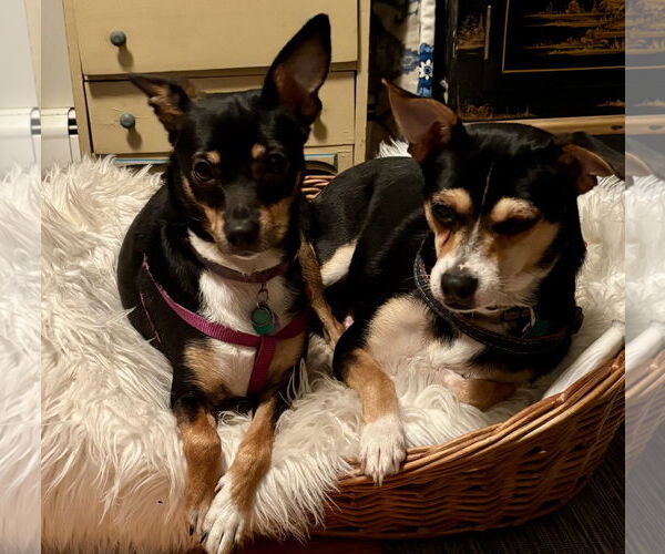 Medium Photo #3 Rat Terrier-Unknown Mix Puppy For Sale in Okolona, MS, USA