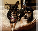 Small #2 Rat Terrier Mix