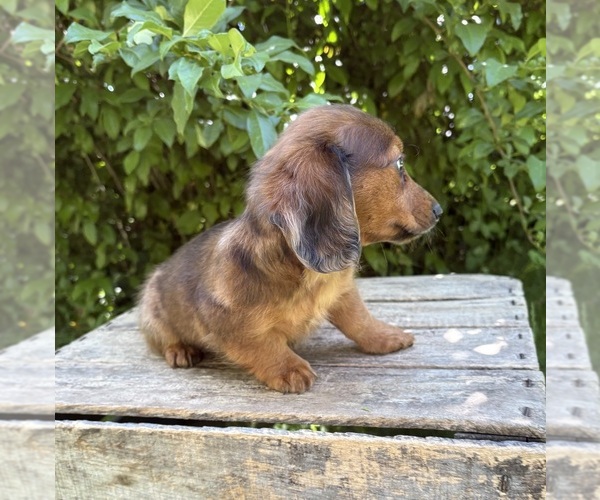 Medium Photo #5 Dachshund Puppy For Sale in MIDDLEBURY, IN, USA