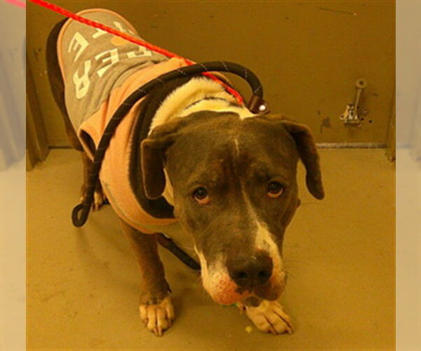 Medium Photo #1 Mutt Puppy For Sale in Sanford, FL, USA