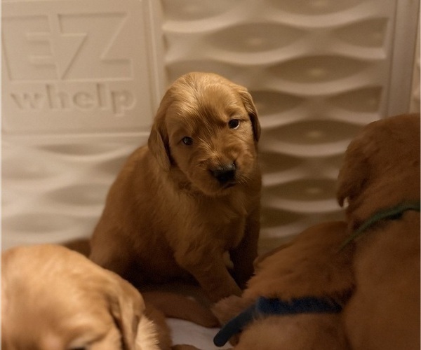 Medium Photo #13 Golden Retriever Puppy For Sale in SACRAMENTO, CA, USA