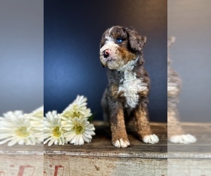 Medium Bernedoodle