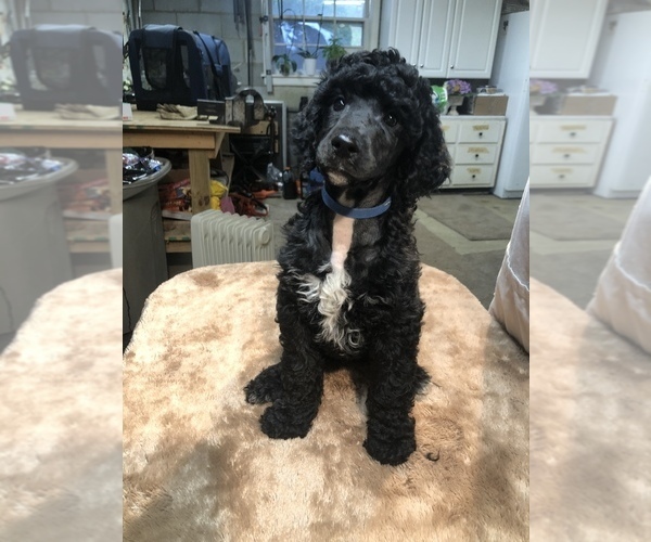 Medium Photo #1 Poodle (Standard) Puppy For Sale in BRENTWOOD, TN, USA
