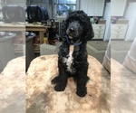 Small Photo #1 Poodle (Standard) Puppy For Sale in BRENTWOOD, TN, USA