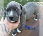 Small #2 American Pit Bull Terrier