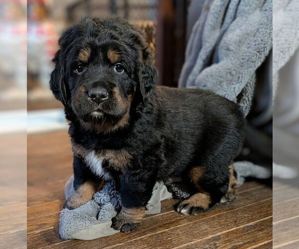 Medium Photo #4 Mountain Mastiff Puppy For Sale in MANCHESTER, CT, USA