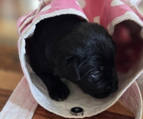 Medium Photo #78 Borador Puppy For Sale in FORTUNA, CA, USA