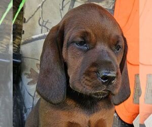 Redbone Coonhound Puppy for sale in DENVER, PA, USA