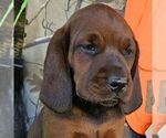 Small Redbone Coonhound