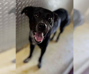 Mutt Dogs for adoption in Rustburg, VA, USA