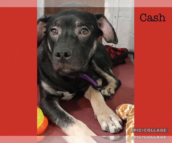 Medium Photo #4 Mutt Puppy For Sale in Kewanee, IL, USA