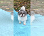 Small #6 Shih Tzu
