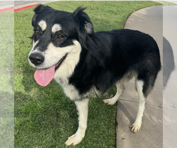 Medium Photo #3 Border Collie-Unknown Mix Puppy For Sale in Newport Beach, CA, USA