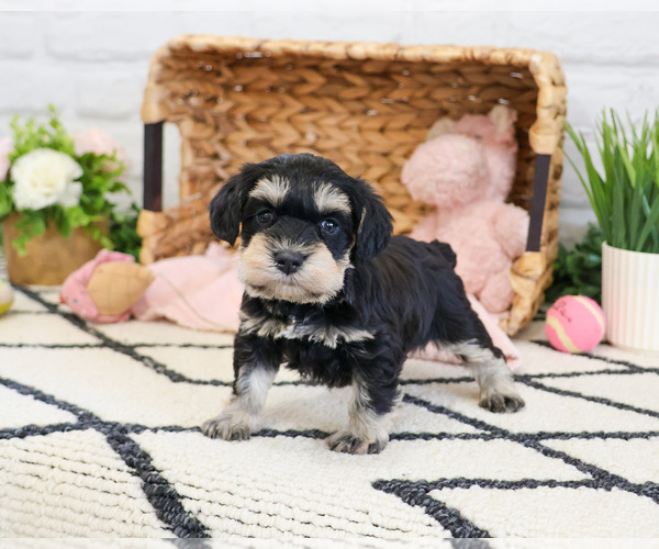Medium Photo #2 Schnauzer (Miniature) Puppy For Sale in SYRACUSE, IN, USA