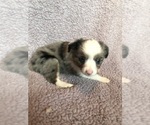 Small Photo #1 Australian Shepherd Puppy For Sale in BUCKLEY, WA, USA