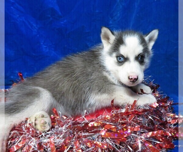 Medium Photo #2 Siberian Husky Puppy For Sale in GROVESPRING, MO, USA