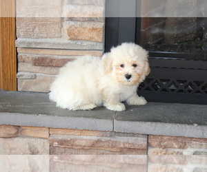 Poodle (Toy)-ShihPoo Mix Puppy for Sale in STANLEY, Wisconsin USA